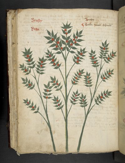 Tilføj MS 41623 f.99v 