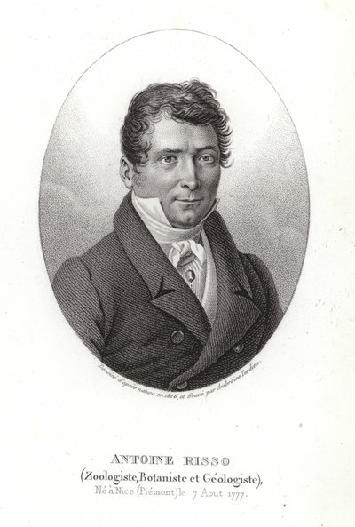Antoine Risso af Italian School