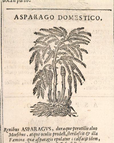 Asparges (Asparagus officinalis), gravering af Castore Durante af Italian School