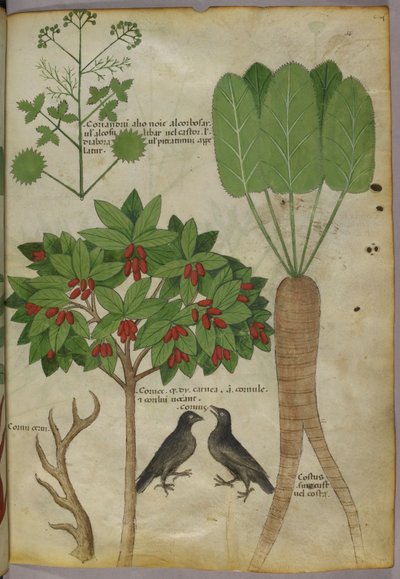 Botanisk illustration af planter og fugle, ca. 1440 (blæk & farve på papir af Italian School