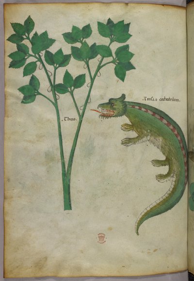 Botanisk og animalsk illustration af en plante og en krokodille, ca. 1440 (blæk og farve på pergament) af Italian School