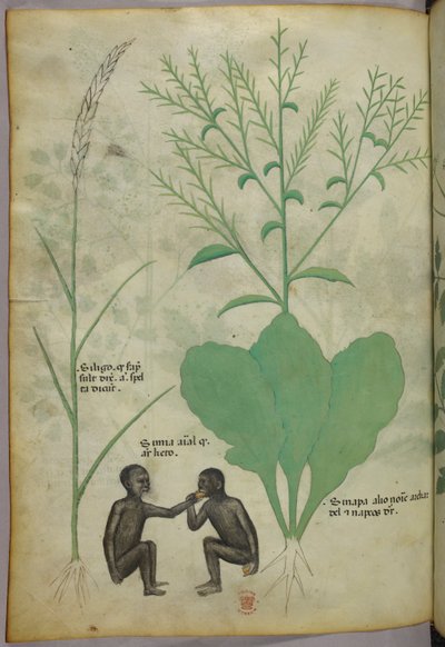 Botanisk og animalsk illustration af en plante og to aber, ca. 1440 (blæk og farve på pergament) af Italian School