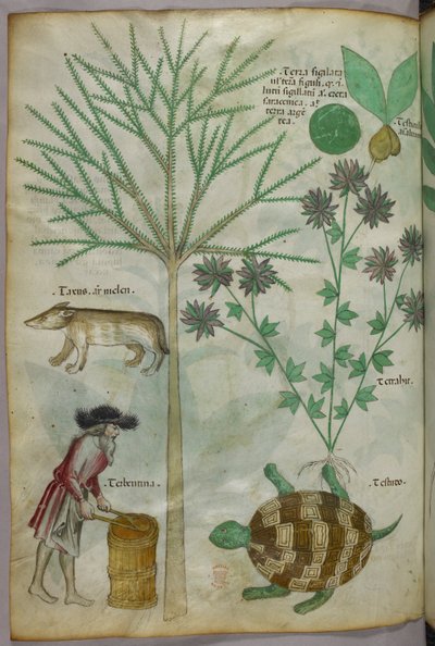 Botanisk og animalsk illustration af planter, en skildpadde, en mand og et andet dyr, ca. 1440 (blæk og farve på pergament) af Italian School