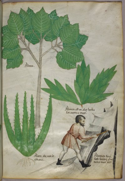 Botanisk illustration af en mand med en økse, der bryder sten for at udvinde alun, ca. 1440 (blæk og farve på pergament) af Italian School