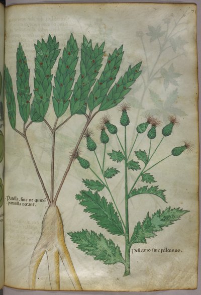 Botanisk illustration, ca. 1440 (blæk og farve på pergament) af Italian School