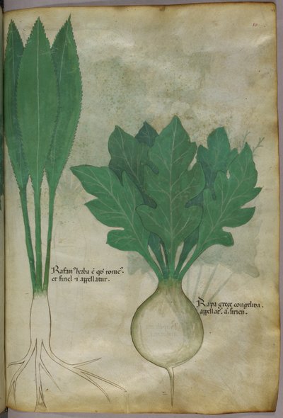 Botanisk illustration, ca. 1440 (blæk og farve på pergament) af Italian School