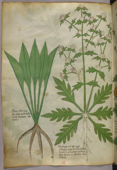 Botanisk illustration, ca. 1440 (blæk og farve på pergament) af Italian School