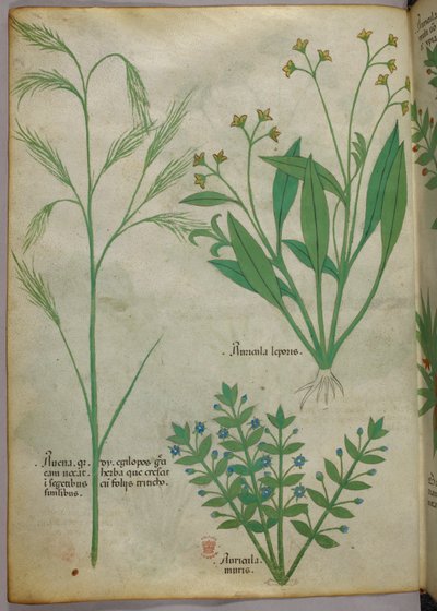 Botanisk illustration, ca. 1440 (blæk og farve på pergament) af Italian School