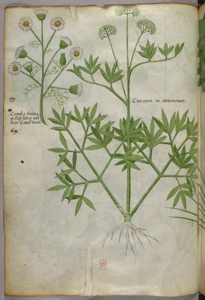 Botanisk illustration, ca. 1440 (blæk og farve på pergament) af Italian School