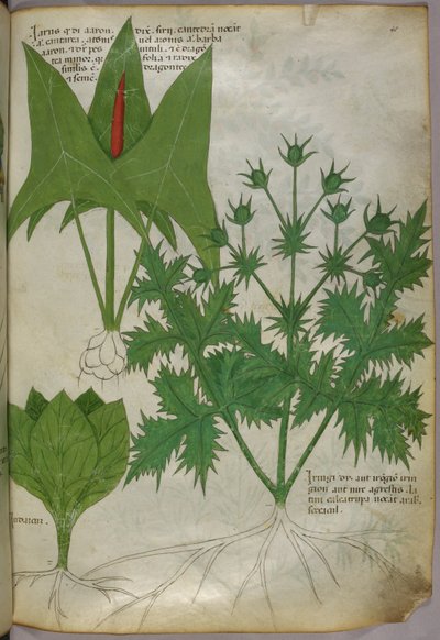 Botanisk illustration, ca. 1440 (blæk og farve på pergament) af Italian School