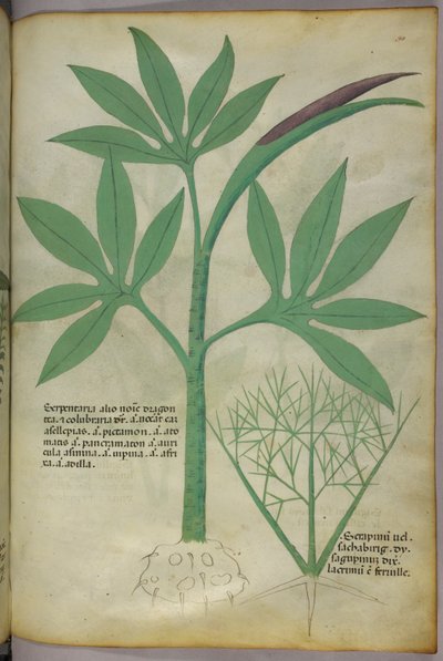 Botanisk illustration, ca. 1440 (blæk og farve på pergament) af Italian School