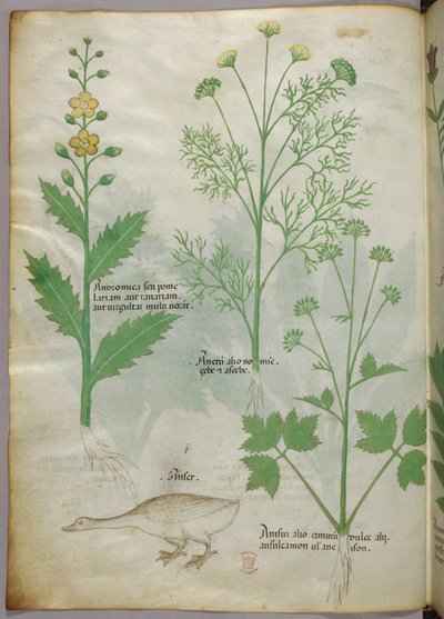 Botanisk illustration, ca. 1440 (blæk og farve på pergament) af Italian School