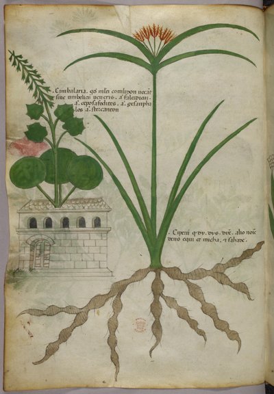 Botanisk illustration, ca. 1440 (blæk og farve på pergament) af Italian School