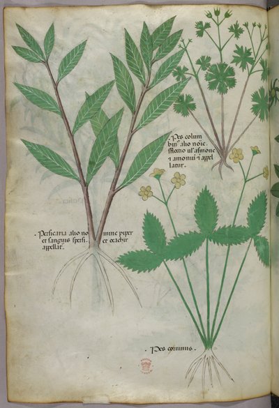 Botanisk illustration, ca. 1440 (blæk og farve på pergament) af Italian School