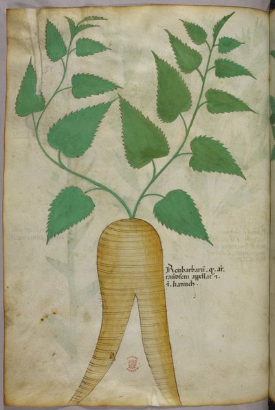 Botanisk illustration, ca. 1440 (blæk og farve på pergament) af Italian School