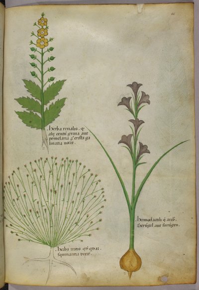 Botanisk illustration, ca. 1440 (blæk og farve på pergament) af Italian School