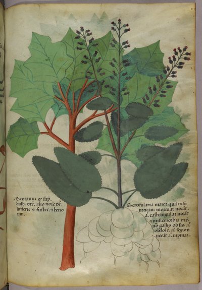 Botanisk illustration, ca. 1440 (blæk og farve på pergament) af Italian School