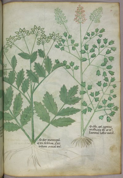 Botanisk illustration, ca. 1440 (blæk og farve på pergament) af Italian School