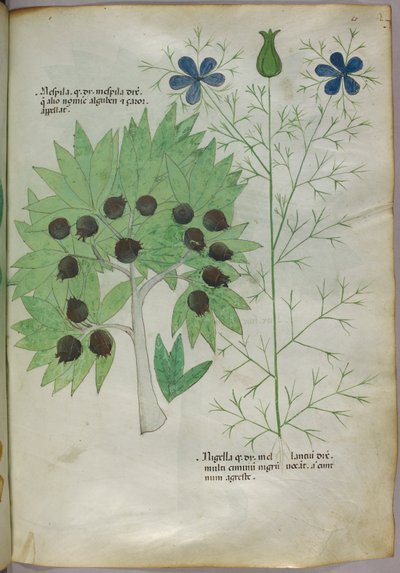 Botanisk illustration, ca. 1440 (blæk og farve på pergament) af Italian School