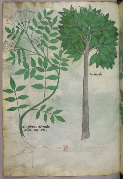 Botanisk illustration, ca. 1440 (blæk og farve på pergament) af Italian School