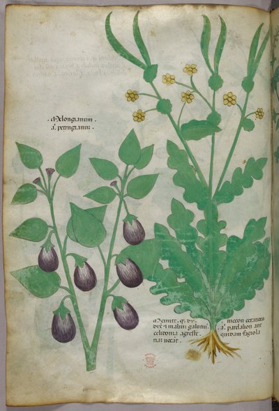 Botanisk illustration, ca. 1440 (blæk og farve på pergament) af Italian School