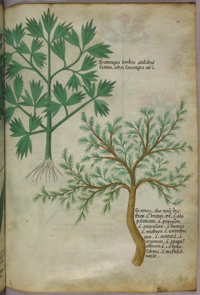 Botanisk illustration, ca. 1440 (blæk og farve på pergament) af Italian School