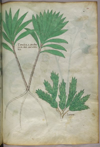 Botanisk illustration, ca. 1440 (blæk og farve på pergament) af Italian School
