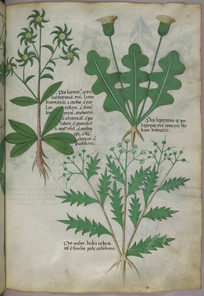 Botanisk illustration, ca. 1440 (blæk og farve på pergament) af Italian School