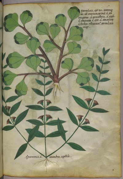 Botanisk illustration, ca. 1440 (blæk og farve på pergament) af Italian School