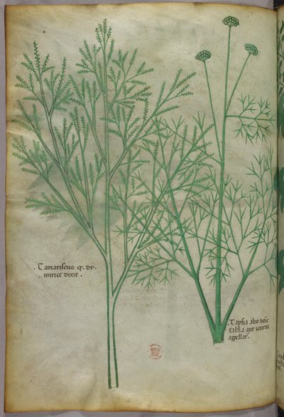 Botanisk illustration, ca. 1440 (blæk og farve på pergament) af Italian School