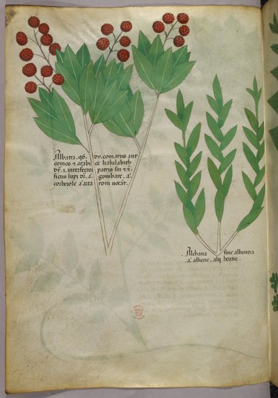 Botanisk illustration, ca. 1440 (blæk og farve på pergament) af Italian School