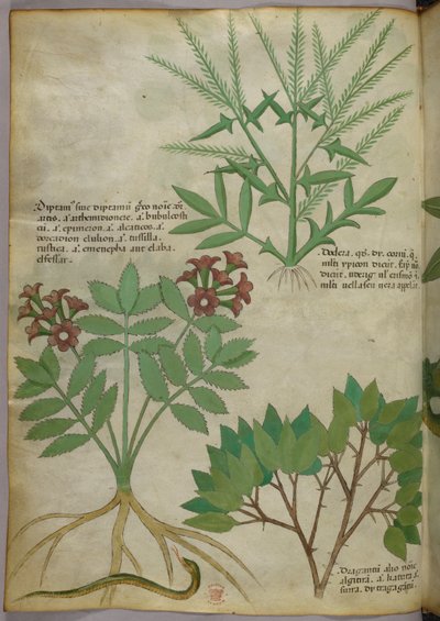 Botanisk illustration, ca. 1440 (blæk og farve på pergament) af Italian School