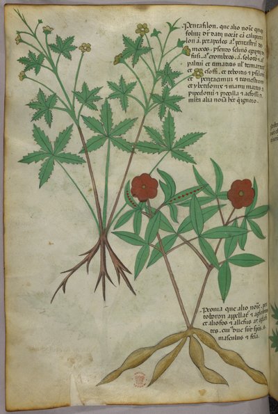 Botanisk illustration, ca. 1440 (blæk og farve på pergament) af Italian School