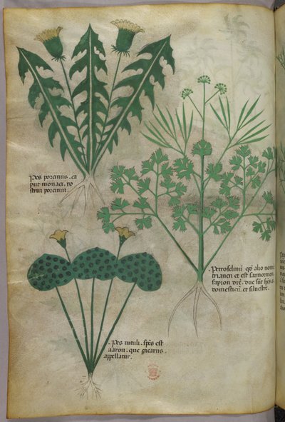 Botanisk illustration, ca. 1440 (blæk og farve på pergament) af Italian School