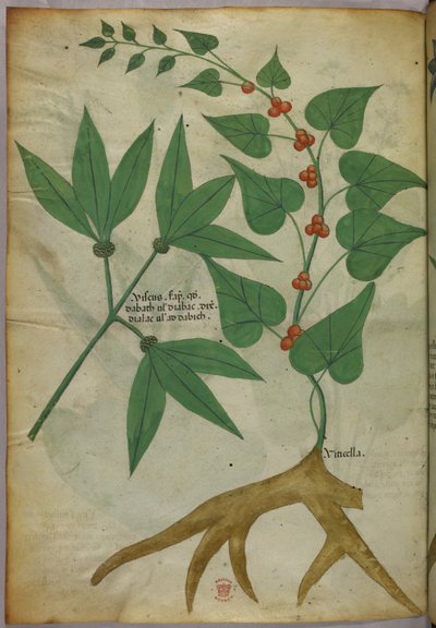 Botanisk illustration, ca. 1440 (blæk og farve på pergament) af Italian School