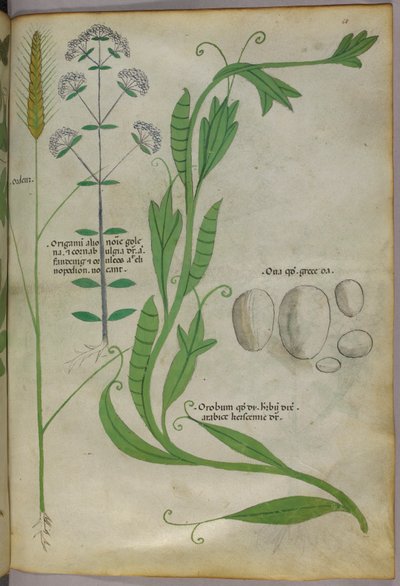 Botanisk illustration, ca. 1440 (blæk og farve på pergament) af Italian School
