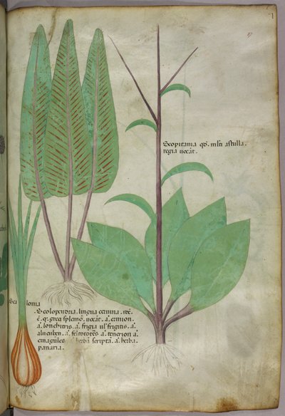 Botanisk illustration, ca. 1440 (blæk og farve på pergament) af Italian School