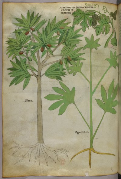 Botanisk illustration, ca. 1440 (blæk og farve på pergament) af Italian School