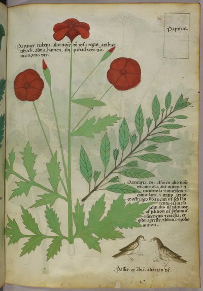 Botanisk illustration, ca. 1440 (blæk og farve på pergament) af Italian School