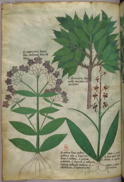 Botanisk illustration, ca. 1440 (blæk og farve på pergament) af Italian School