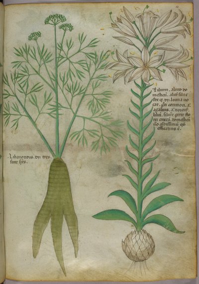 Botanisk illustration, ca. 1440 (blæk og farve på pergament) af Italian School