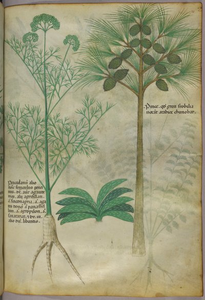 Botanisk illustration, ca. 1440 (blæk og farve på pergament) af Italian School