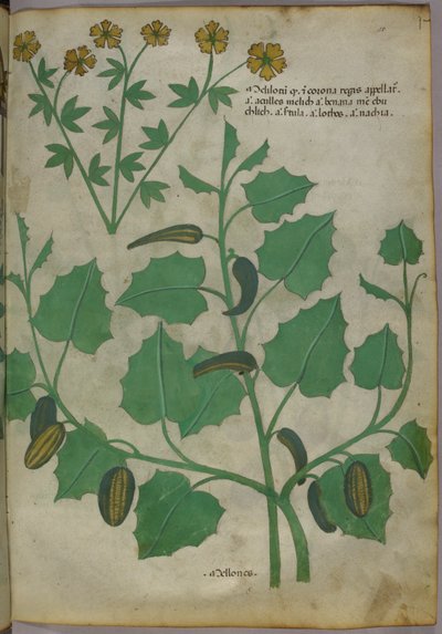 Botanisk illustration, ca. 1440 (blæk og farve på pergament) af Italian School