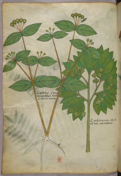 Botanisk illustration, ca. 1440 (blæk og farve på pergament) af Italian School