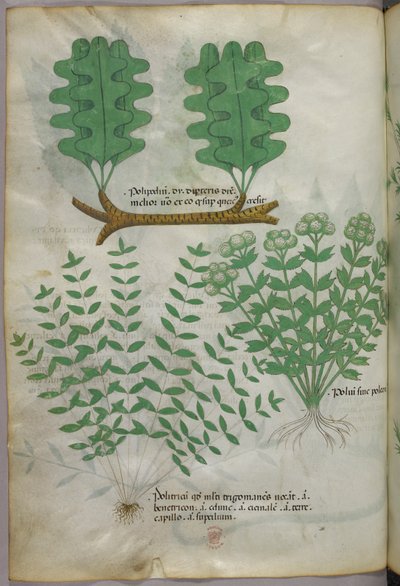 Botanisk illustration, ca. 1440 (blæk og farve på pergament) af Italian School