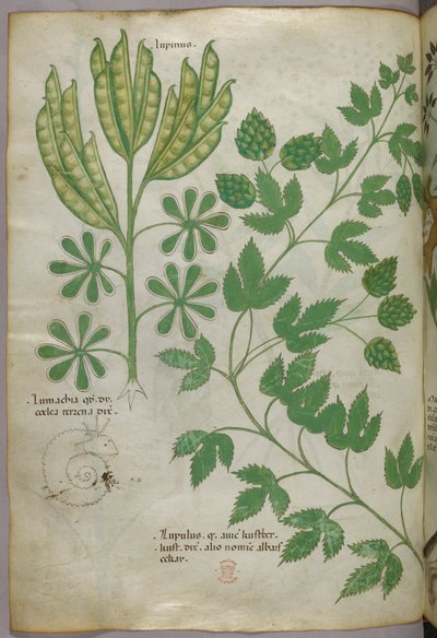 Botanisk illustration, ca. 1440 (blæk og farve på pergament) af Italian School