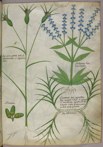 Botanisk illustration, ca. 1440 (pergament), ca. 1440 (blæk og farve på pergament) af Italian School