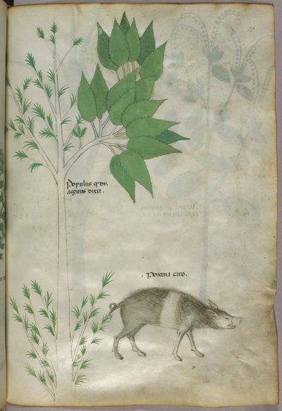 Botanisk illustration af en plante og et vildsvin eller en gris, mærket 