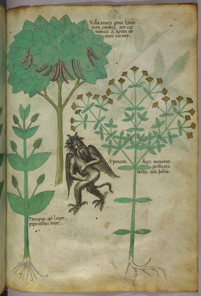 Botanisk illustration af en plante og en dæmon; urten Ypericon formodes at afvise dæmoner, ca. 1440 (blæk og farve på pergament) af Italian School