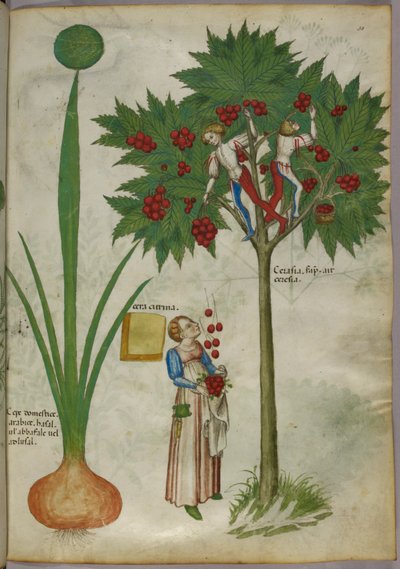 Botanisk illustration af en plante og drenge, der står i grenene på et frugttræ og plukker frugt og kaster den ned til en kvinde, der står nedenunder, ca. 1440 (blæk og farve på pergament) af Italian School